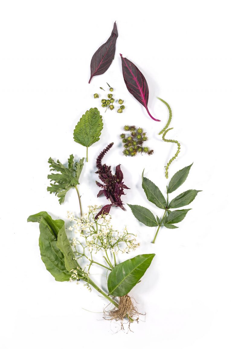 Las plantas con mayor actividad anticancerígena se encontrarían en Ecuador