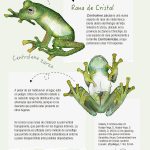 Infografía de rana de cristal Centrolene zarza, Zamora Chinchipe (Ecuador)