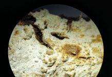 Un hongo con actividad antibacteriana se descubre al sur del Ecuador Gloeocystidiellum lojanense, el cual tiene potencial bioactivo. El hongo exhibió actividad antibacteriana contra cuatro cepas de la especie E. coli.