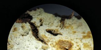 Un hongo con actividad antibacteriana se descubre al sur del Ecuador Gloeocystidiellum lojanense, el cual tiene potencial bioactivo. El hongo exhibió actividad antibacteriana contra cuatro cepas de la especie E. coli.