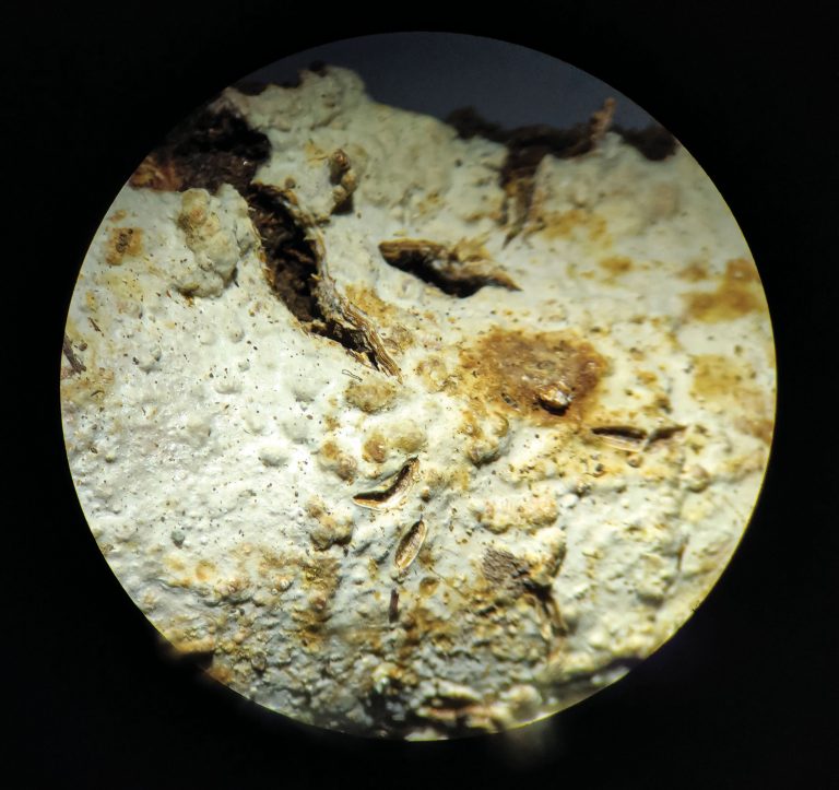 Gloeocystidiellum lojanense, el cual tiene potencial bioactivo. El hongo exhibió actividad antibacteriana contra cuatro cepas de la especie E. coli.