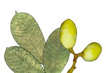 Eficacia antiinflamatoria del aceite esencial de copal