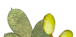 Eficacia antiinflamatoria del aceite esencial de copal