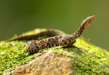 Ecología alimentaria de la víbora de terciopelo