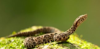 Ecología alimentaria de la víbora de terciopelo