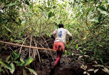 Un viaje de 20 años: avances y desafíos en los manglares