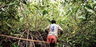 Un viaje de 20 años: avances y desafíos en los manglares
