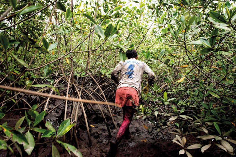Un viaje de 20 años: avances y desafíos en los manglares