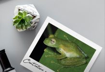 Nuevas especies revelan una gran diversidad desconocida