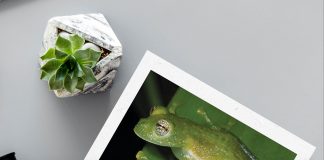 Nuevas especies revelan una gran diversidad desconocida