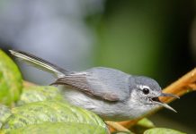 Daño genotóxico en aves podría explicar extinciones locales
