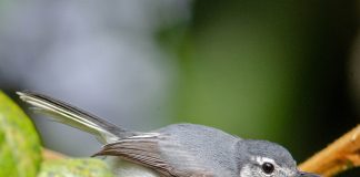 Daño genotóxico en aves podría explicar extinciones locales