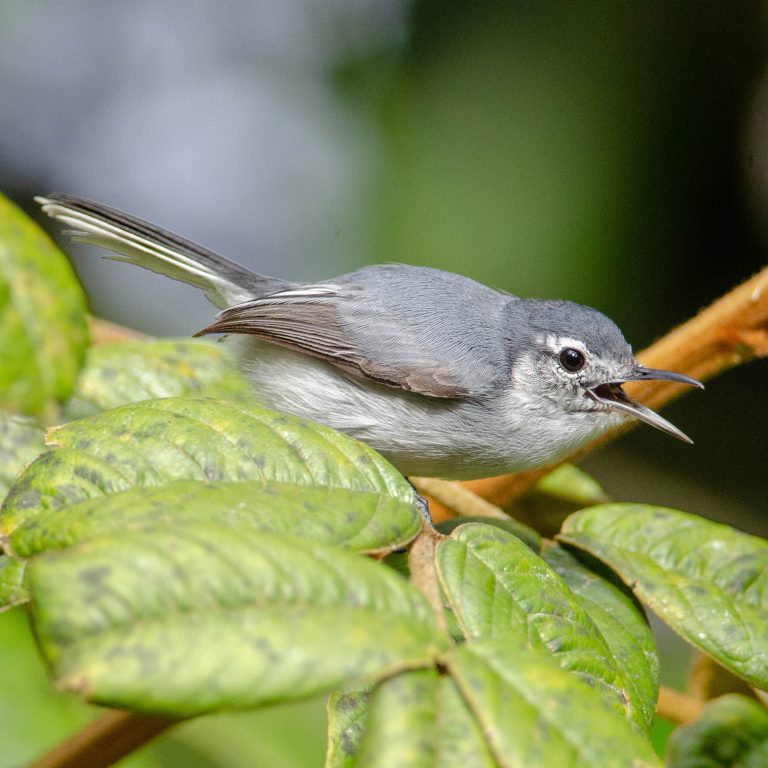 Daño genotóxico en aves podría explicar extinciones locales