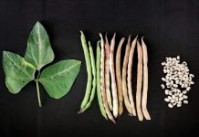 Diversidad genética de las leguminosas: una oportunidad frente al cambio climático y la inseguridad alimentaria