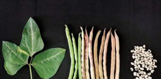 Diversidad genética de las leguminosas: una oportunidad frente al cambio climático y la inseguridad alimentaria