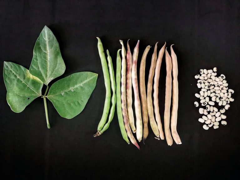 Diversidad genética de las leguminosas: una oportunidad frente al cambio climático y la inseguridad alimentaria