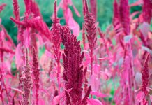 Quinua y amaranto: claves en la prevención del cáncer y la salud cardiovascular