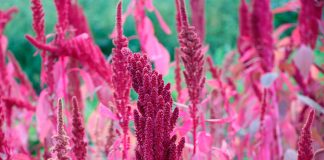 Quinua y amaranto: claves en la prevención del cáncer y la salud cardiovascular