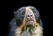 Fragmentación de hábitats revelada en los genes del Oso Andino