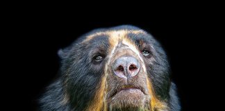 Fragmentación de hábitats revelada en los genes del Oso Andino