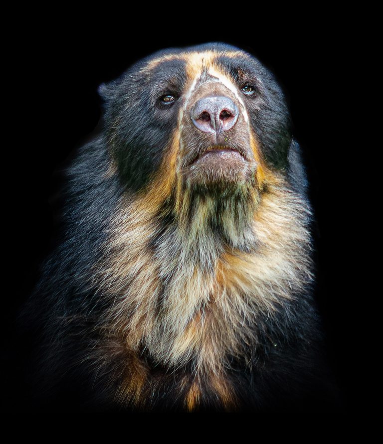 Fragmentación de hábitats revelada en los genes del Oso Andino