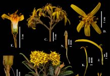 Gynoxys revolutifolia: Nueva especie en Ecuador