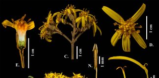 Gynoxys revolutifolia: Nueva especie en Ecuador