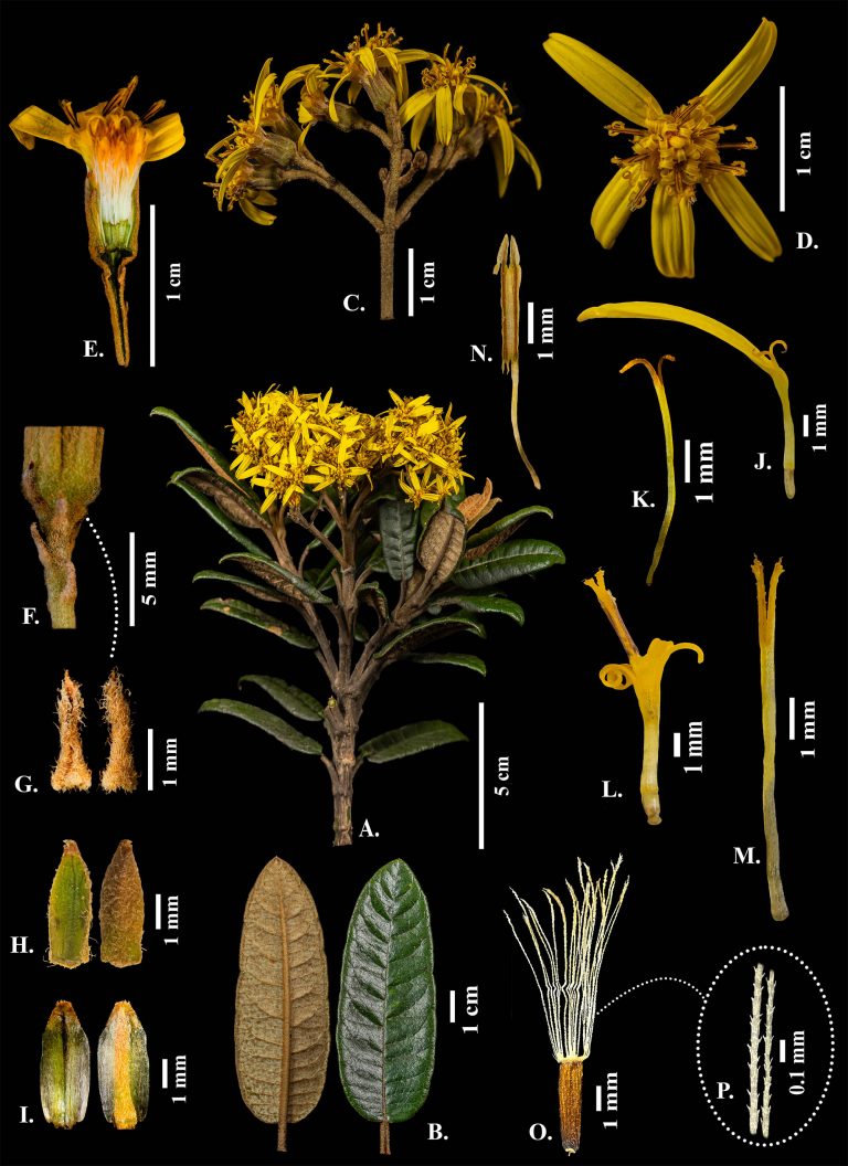 Gynoxys revolutifolia: Nueva especie en Ecuador
