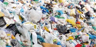 Microplásticos en especies comerciales de pesca podrían traer consecuencias devastadoras