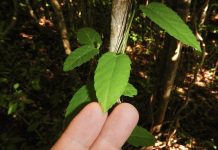 Importancia de regular la aplicación de antioxidantes en el tratamiento de la quimioterapia contra el Cáncer