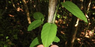 Importancia de regular la aplicación de antioxidantes en el tratamiento de la quimioterapia contra el Cáncer