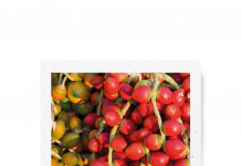 Cinco frutas amazónicas subutilizadas con alto potencial bioactivo