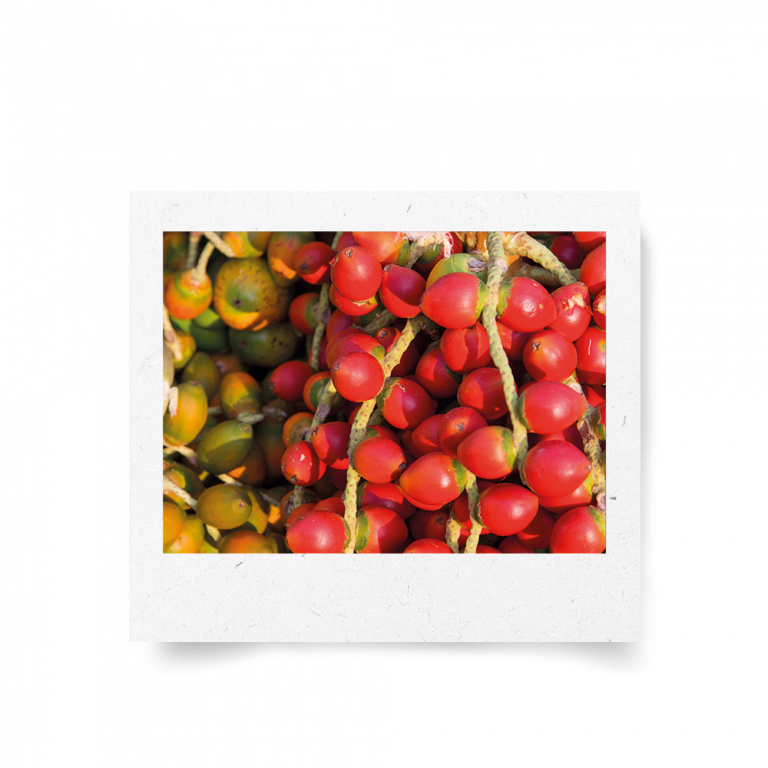 Cinco frutas amazónicas subutilizadas con alto potencial bioactivo