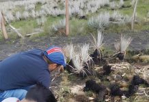 La ecología del fuego: desafíos y oportunidades en Ecuador