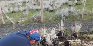 La ecología del fuego: desafíos y oportunidades en Ecuador