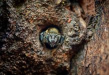 Pequeñas abejas, grandes beneficios: el potencial económico y ecológico de las meliponas