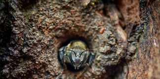 Pequeñas abejas, grandes beneficios: el potencial económico y ecológico de las meliponas