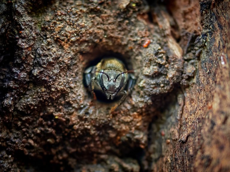 Pequeñas abejas, grandes beneficios: el potencial económico y ecológico de las meliponas