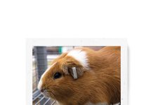 Cuyes: una solución sostenible para la seguridad alimentaria