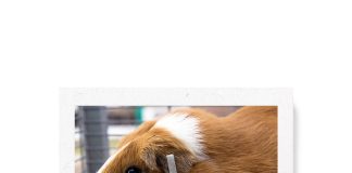 Cuyes: una solución sostenible para la seguridad alimentaria