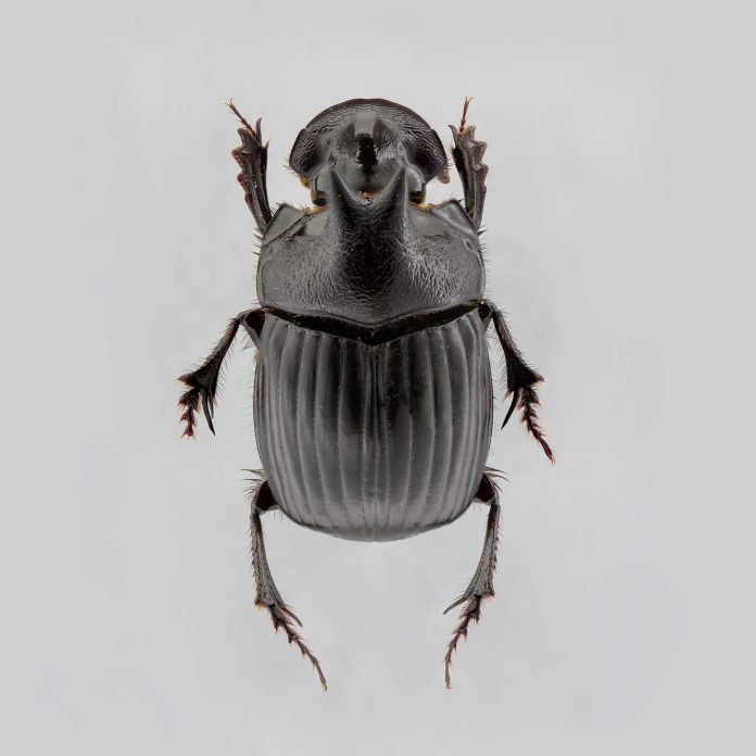 Homocopris buckleyi