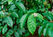 Extracción supercrítica: un avance para la guayusa con menos cafeína
