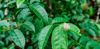 Extracción supercrítica: un avance para la guayusa con menos cafeína