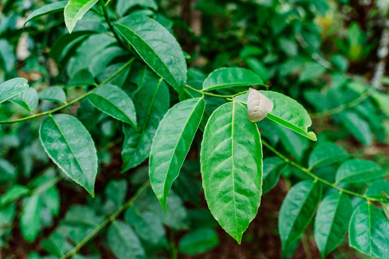 Extracción supercrítica: un avance para la guayusa con menos cafeína