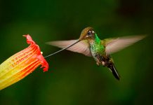 Desaparecen los colibríes de pico largo en bosques fragmentados