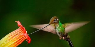 Desaparecen los colibríes de pico largo en bosques fragmentados