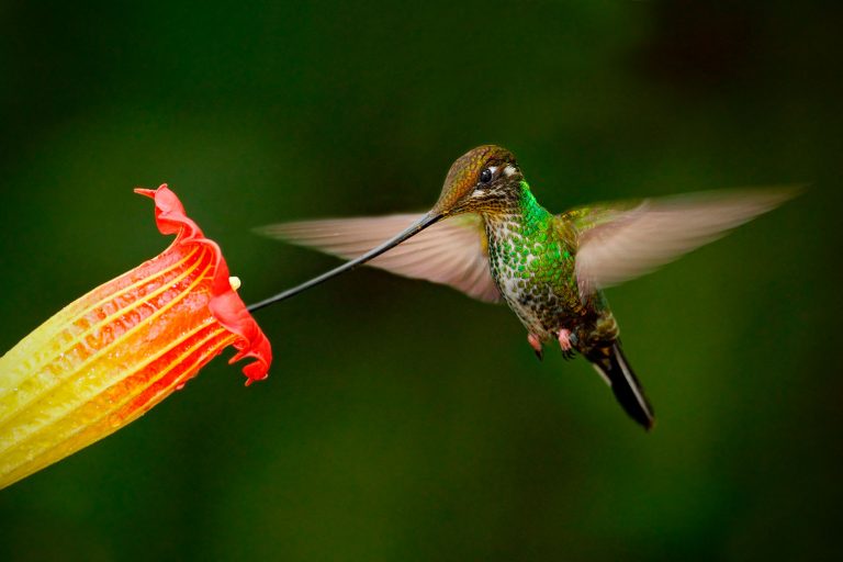 Desaparecen los colibríes de pico largo en bosques fragmentados
