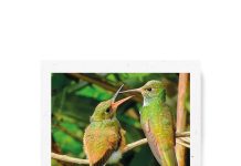 Alas entre aulas: las aves de nuestro campus