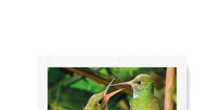 Alas entre aulas: las aves de nuestro campus