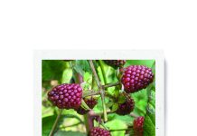 Colada morada: de bebida ritual a alimento funcional